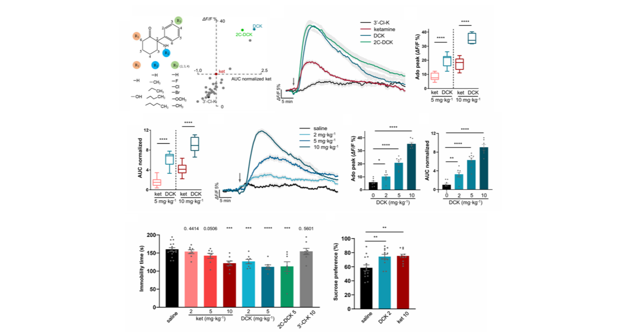 長春應化所在快速抗抑郁藥物開發方面取得突破性進展